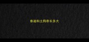 泰迪和土狗串长多大