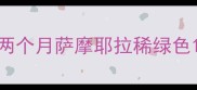 两个月萨摩耶拉稀绿色