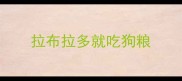 拉布拉多就吃狗粮
