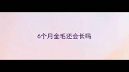 6个月金毛还会长吗