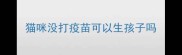 猫咪没打疫苗可以生孩子吗
