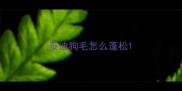 泰迪狗毛怎么蓬松