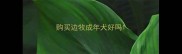 购买边牧成年犬好吗