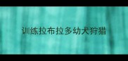 训练拉布拉多幼犬狩猎