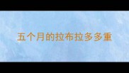 五个月的拉布拉多多重
