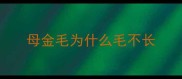 母金毛为什么毛不长