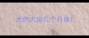 犬的犬齿几个月换