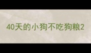 40天的小狗不吃狗粮