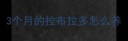 3个月的拉布拉多怎么养