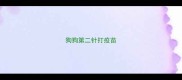 狗狗第二针打疫苗