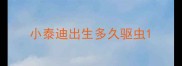 小泰迪出生多久驱虫