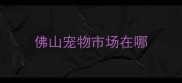 佛山宠物市场在哪
