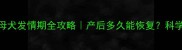 哺乳期母犬发情期全攻略产后多久能恢复科学护理指南
