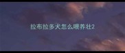 拉布拉多犬怎么喂养壮