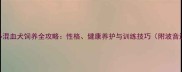 金毛拉布拉多混血犬饲养全攻略性格健康养护与训练技巧附波音达成长案例
