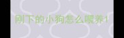 刚下的小狗怎么喂养