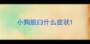 小狗脱臼什么症状
