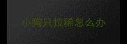 小狗只拉稀怎么办