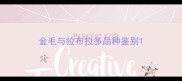 金毛与拉布拉多品种鉴别