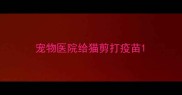 宠物医院给猫剪打疫苗