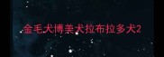 金毛犬博美犬拉布拉多犬