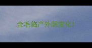 金毛临产外阴变化