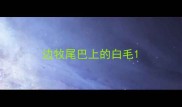 边牧尾巴上的白毛