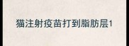 猫注射疫苗打到脂肪层