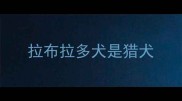 拉布拉多犬是猎犬