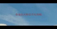 泰迪幼犬断奶不吃狗粮