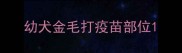 幼犬金毛打疫苗部位