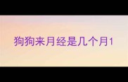 狗狗来月经是几个月