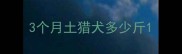 3个月土猎犬多少斤