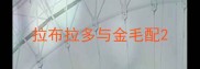 拉布拉多与金毛配