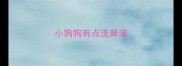 小狗狗有点流鼻涕