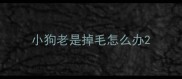 小狗老是掉毛怎么办