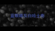 蓝眼睛灰白哈士奇