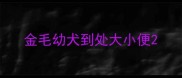 金毛幼犬到处大小便