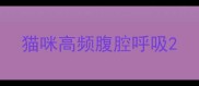 猫咪高频腹腔呼吸