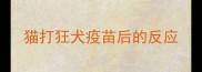 猫打狂犬疫苗后的反应