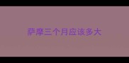 萨摩三个月应该多大
