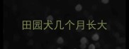田园犬几个月长大