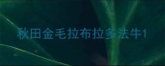 秋田金毛拉布拉多法牛