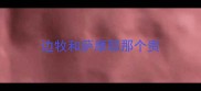 边牧和萨摩耶那个贵