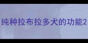 纯种拉布拉多犬的功能