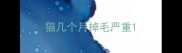猫几个月掉毛严重