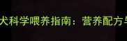 两个月大金毛犬科学喂养指南营养配方与注意事项全