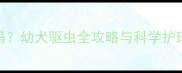 1个月大的小狗能驱虫吗幼犬驱虫全攻略与科学护理指南附用药清单