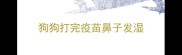 狗狗打完疫苗鼻子发湿