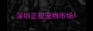 深圳正规宠物市场